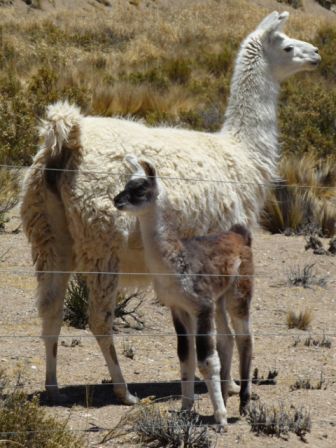 Lama et son petit.JPG